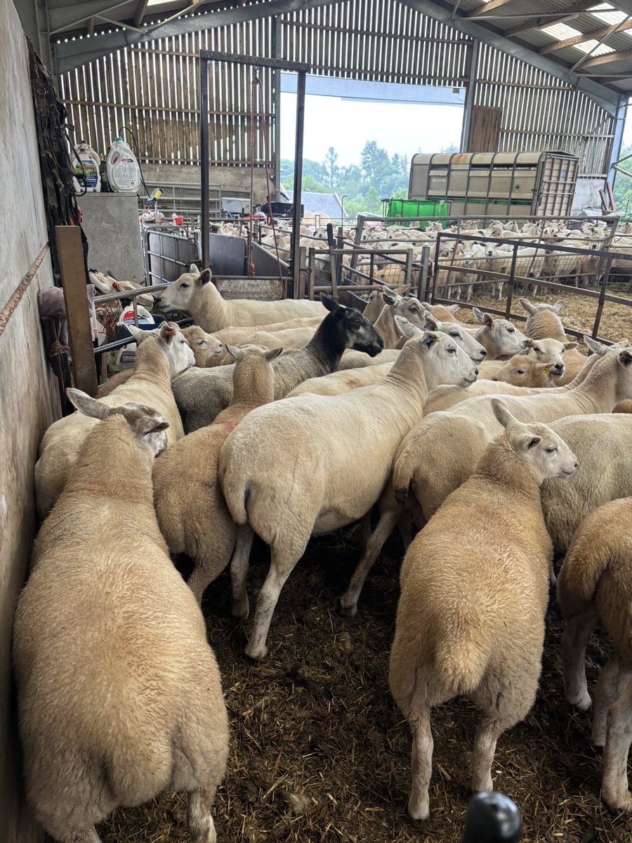 Windshiel farm tweet media