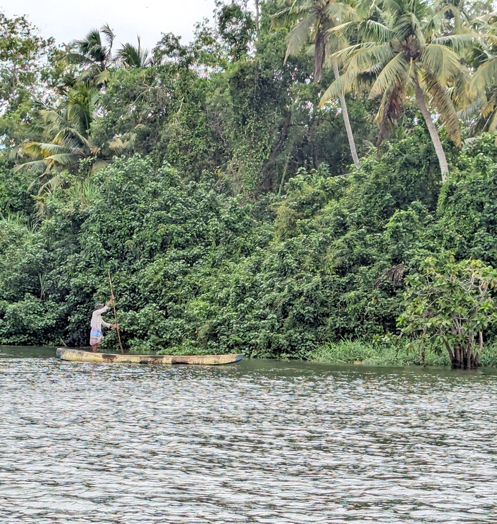 aatreyee2's tweet image. Poovar taking me to the world of its sister mangroves in the Sundarbans.
It feels like I am back in @GhoshAmitav's Hungry Tide as I spot Fokirs with their boats.