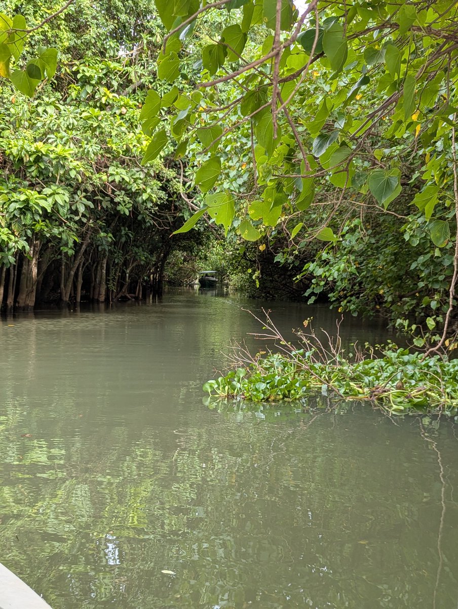 aatreyee2's tweet image. Poovar taking me to the world of its sister mangroves in the Sundarbans.
It feels like I am back in @GhoshAmitav's Hungry Tide as I spot Fokirs with their boats.