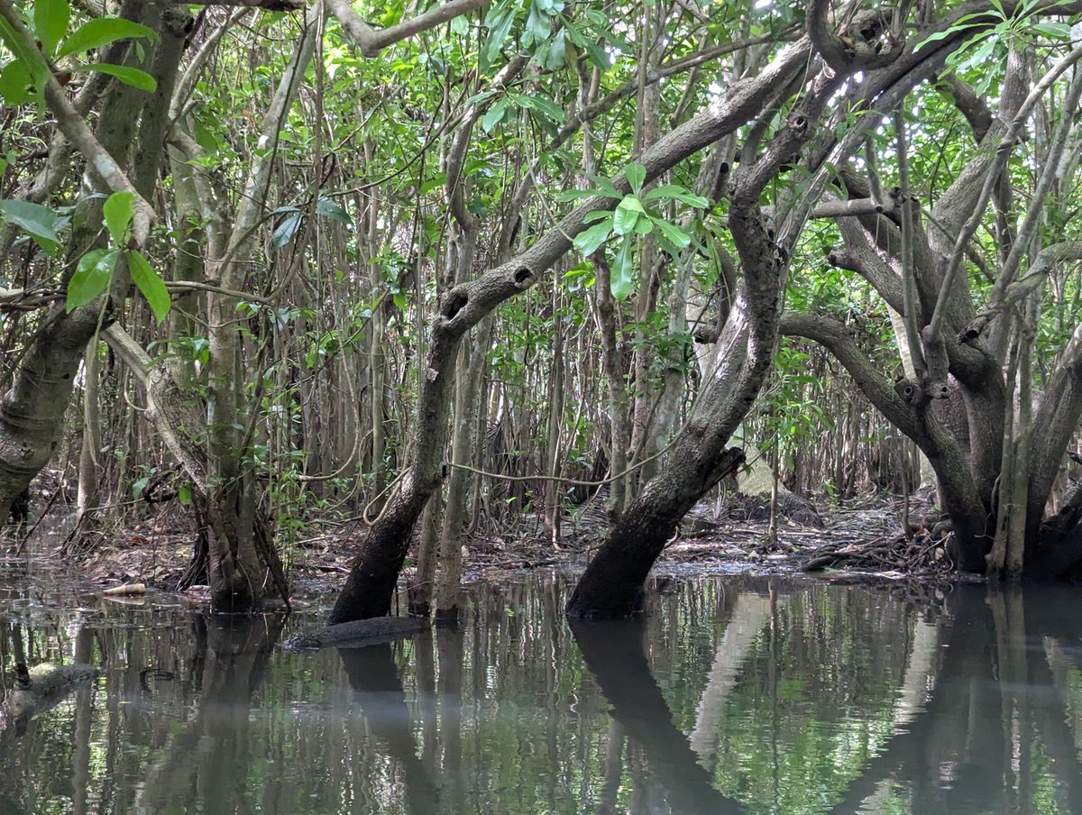 aatreyee2's tweet image. Poovar taking me to the world of its sister mangroves in the Sundarbans.
It feels like I am back in @GhoshAmitav's Hungry Tide as I spot Fokirs with their boats.