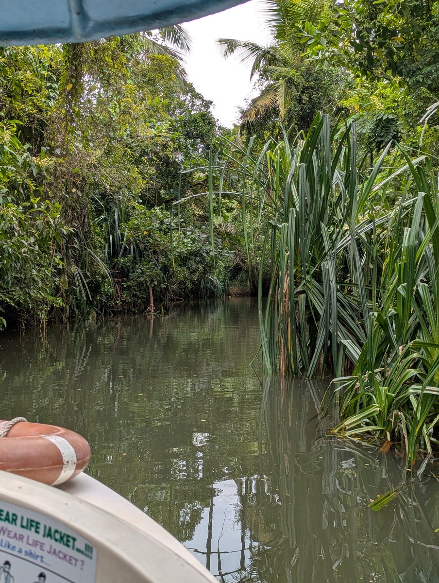 aatreyee2's tweet image. Poovar taking me to the world of its sister mangroves in the Sundarbans.
It feels like I am back in @GhoshAmitav's Hungry Tide as I spot Fokirs with their boats.