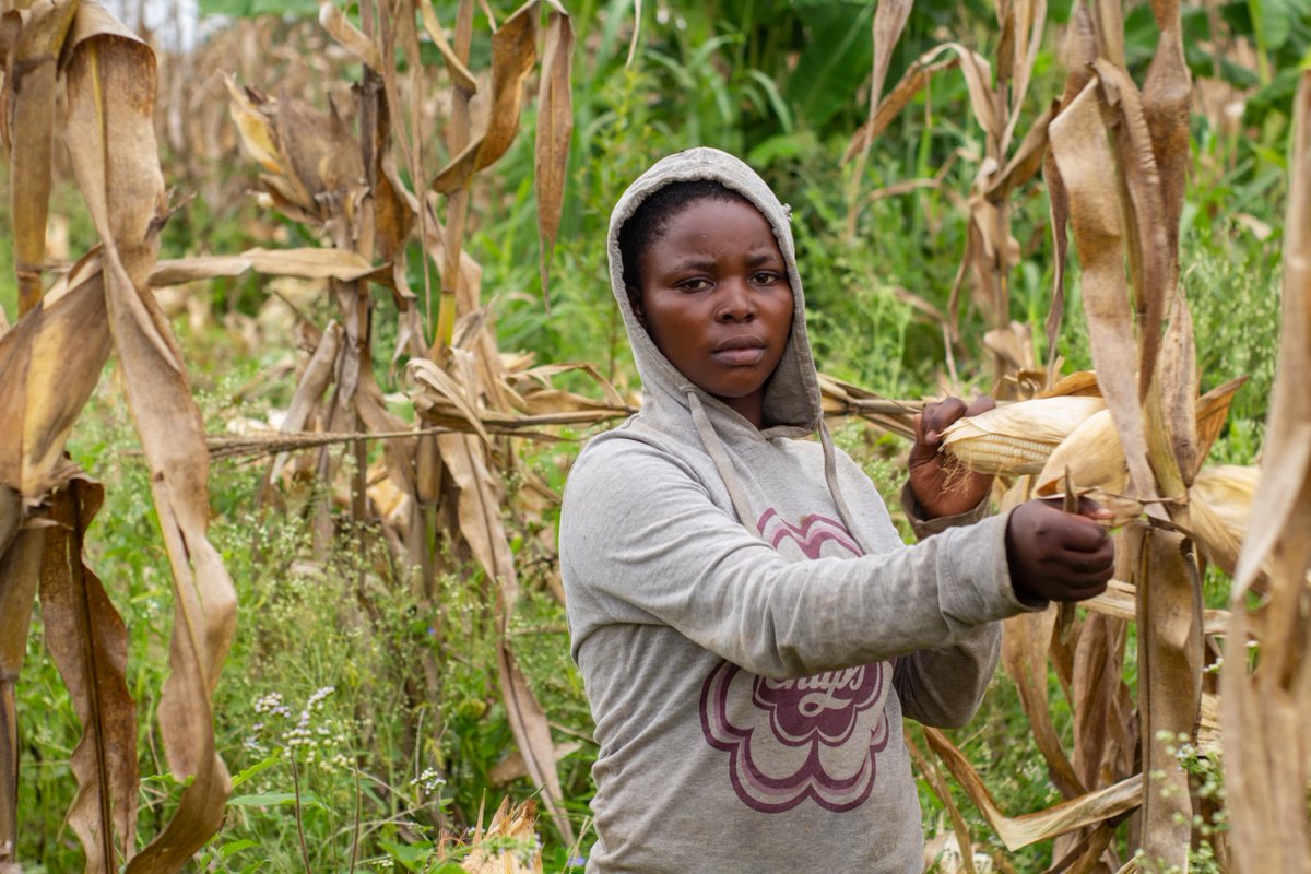 AALI African Agricultural Leadership Institute (@aaliofficiel) on Twitter photo 🇨🇩 #DRC – Uvira |<a href="/ATARDC/">Agenda de la Transformation Agricole - RDC</a> : Concrete results for agricultural resilience in #SouthKivu.
In the Ruzizi Plain (South Kivu), the ATA-DRC presidential program, phase II, with technical support from AALI and <a href="/IITA_CGIAR/">IITA</a>, produced unprecedented concrete results, which were presented to 🇨🇩 #DRC – Uvira |<a href="/ATARDC/">Agenda de la Transformation Agricole - RDC</a> : Concrete results for agricultural resilience in #SouthKivu.
In the Ruzizi Plain (South Kivu), the ATA-DRC presidential program, phase II, with technical support from AALI and <a href="/IITA_CGIAR/">IITA</a>, produced unprecedented concrete results, which were presented to