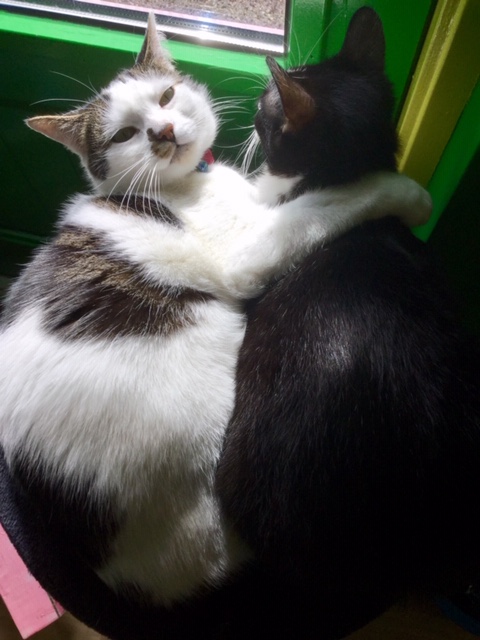Outrayshus!

We was listen to moosic which be private, we was hug, and suddenly there be this camera!

The Queen been turn away her head. Then this cam hooman go ask if we be a legit couple or just shy.

There just be no respect anymore this days!😾

#AstronomerScandal #Byrongate