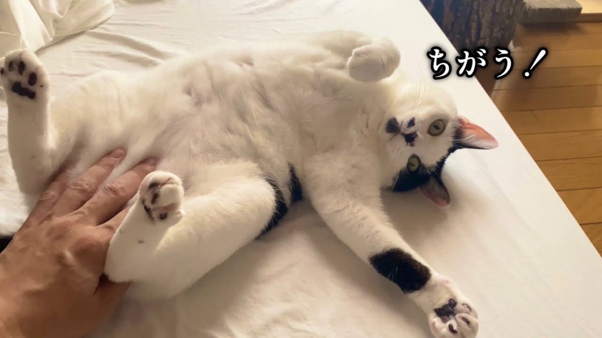 umedesukedomo's tweet image. 主の撫で方に納得がいかず文句を言い続け、最終的にふてくされる猫
youtu.be/8gy1sWrQlxw