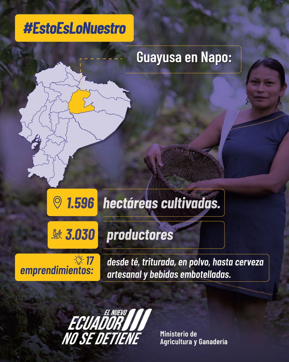 AgriculturaEc's tweet photo. #Napo | De la selva amazónica al mundo, descubre la energía natural de la guayusa.
 
Esta hoja ancestral no solo es tradición, sino también bienestar en cada sorbo:
 
✨ Rica en antioxidantes que protegen tu cuerpo.
⚡ Energía sostenida para mantenerte activo sin nervios.
🧠 Mejora tu concentración para dar lo mejor en todo.
😌 Ayuda a equilibrar tus emociones y sentir calma.
 
Únete a quienes transforman la guayusa en productos auténticos y con identidad local.
 
Desde nuestras raíces, florece #ElNuevoEcuador con fuerza, sabor y orgullo. 🌿🇪🇨
 
#NadaNosDetiene