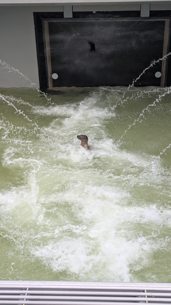 Zeehondencreche's tweet image. Last time he could not be released because he lost 5 kg in weight, but today was the day for Patapim! 🤩 Watch here how he went into the sea (especially the moment at 2:23): youtube.com/watch?v=gP6c1l…
(Photo is in the Sea Pool of the WEC 🥰)