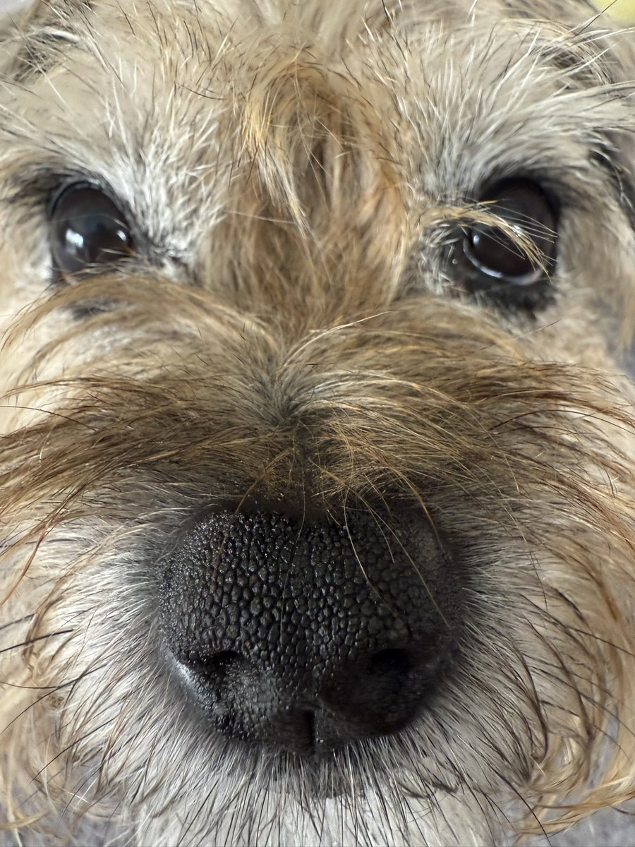 DuncanPickles's tweet image. What you think pals… I’ve been practicing my #ScrappySideEye any good? #DuncanPickles #dogsofX #btposse