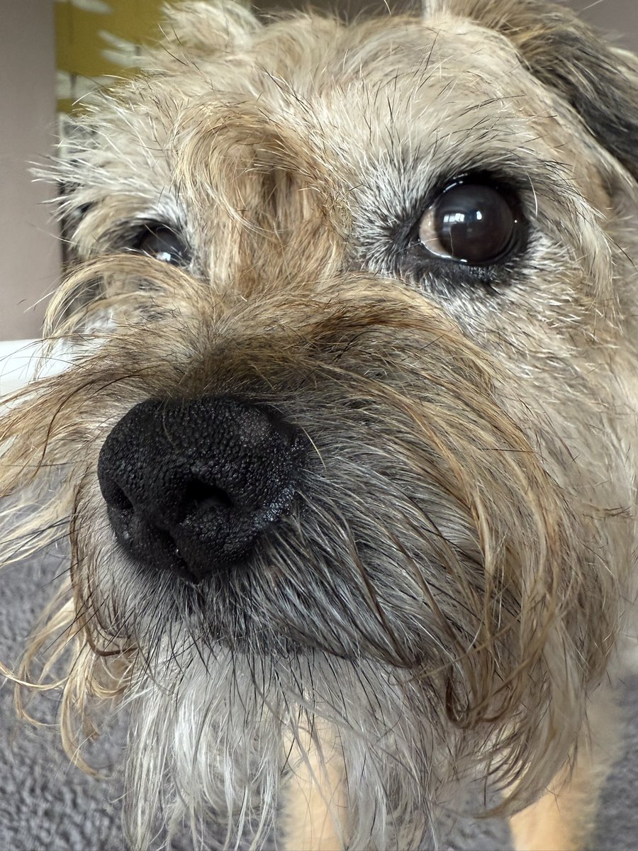 DuncanPickles's tweet image. What you think pals… I’ve been practicing my #ScrappySideEye any good? #DuncanPickles #dogsofX #btposse