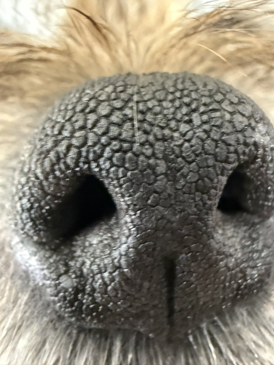 DuncanPickles's tweet image. What you think pals… I’ve been practicing my #ScrappySideEye any good? #DuncanPickles #dogsofX #btposse