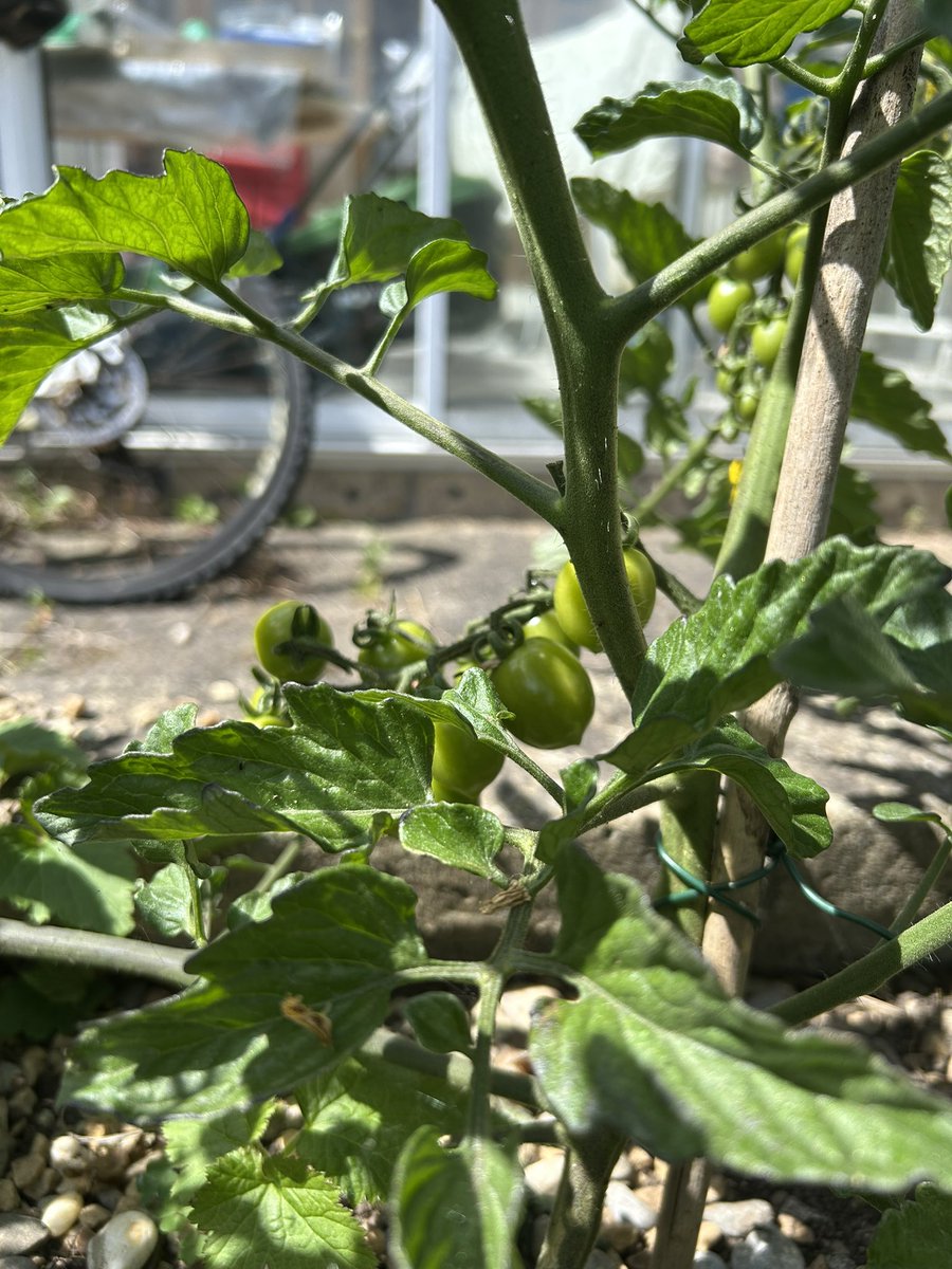 今年估计番茄要丰收了。
超市买的樱桃小番茄，挤出籽来随便往育苗土里一扔，很快就发出苗来。2-3个月就长大挂果了。