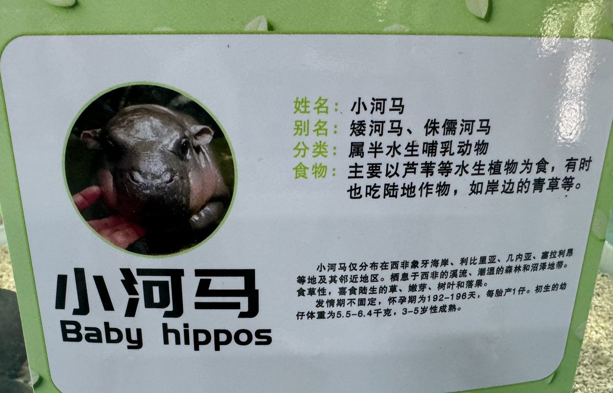 nomadcindyy's tweet image. Label: Baby hippos.
Reality: Hairless guinea pigs cosplaying river monsters.
小县城的动物园太扯淡了,说这是小河马。但凡长这么丑,Vitalik都不会给泰国动物园捐钱。