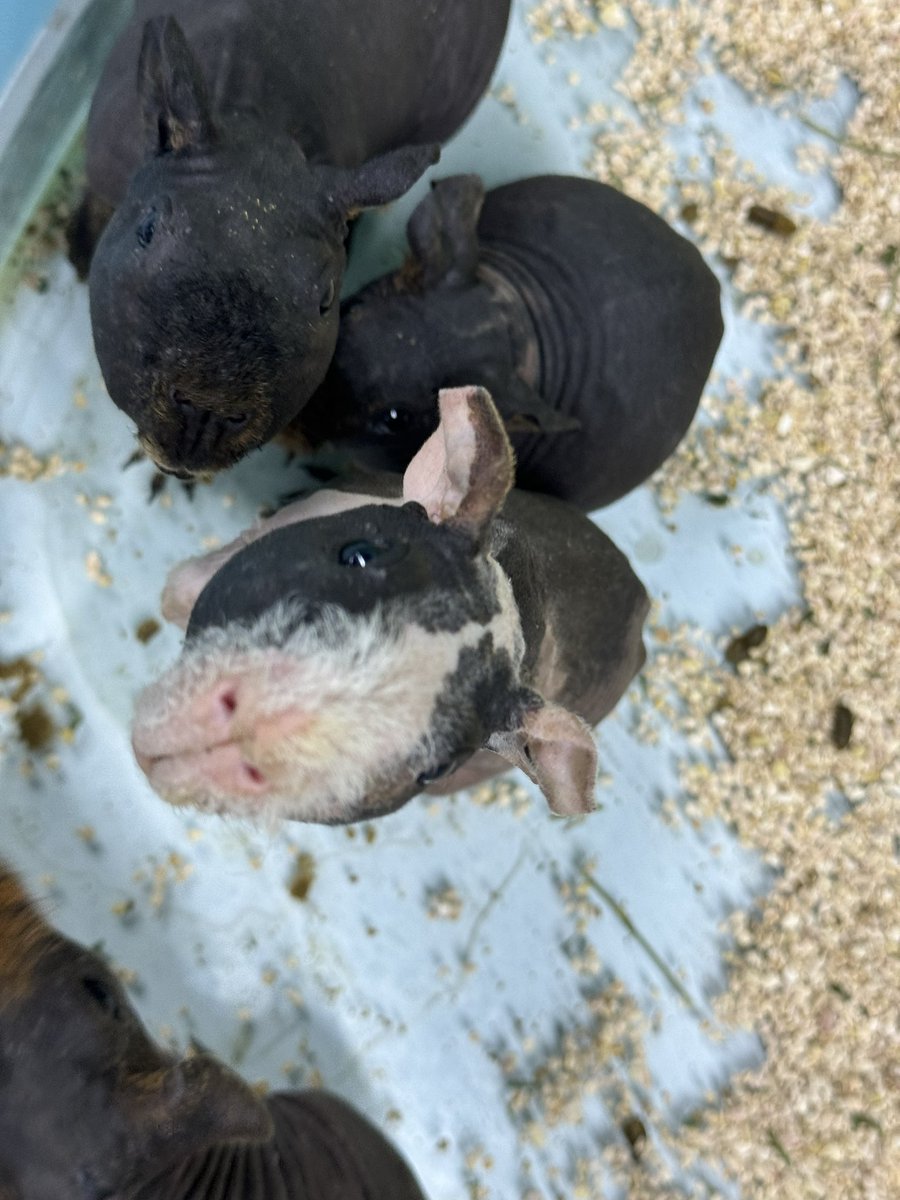 nomadcindyy's tweet image. Label: Baby hippos.
Reality: Hairless guinea pigs cosplaying river monsters.
小县城的动物园太扯淡了,说这是小河马。但凡长这么丑,Vitalik都不会给泰国动物园捐钱。