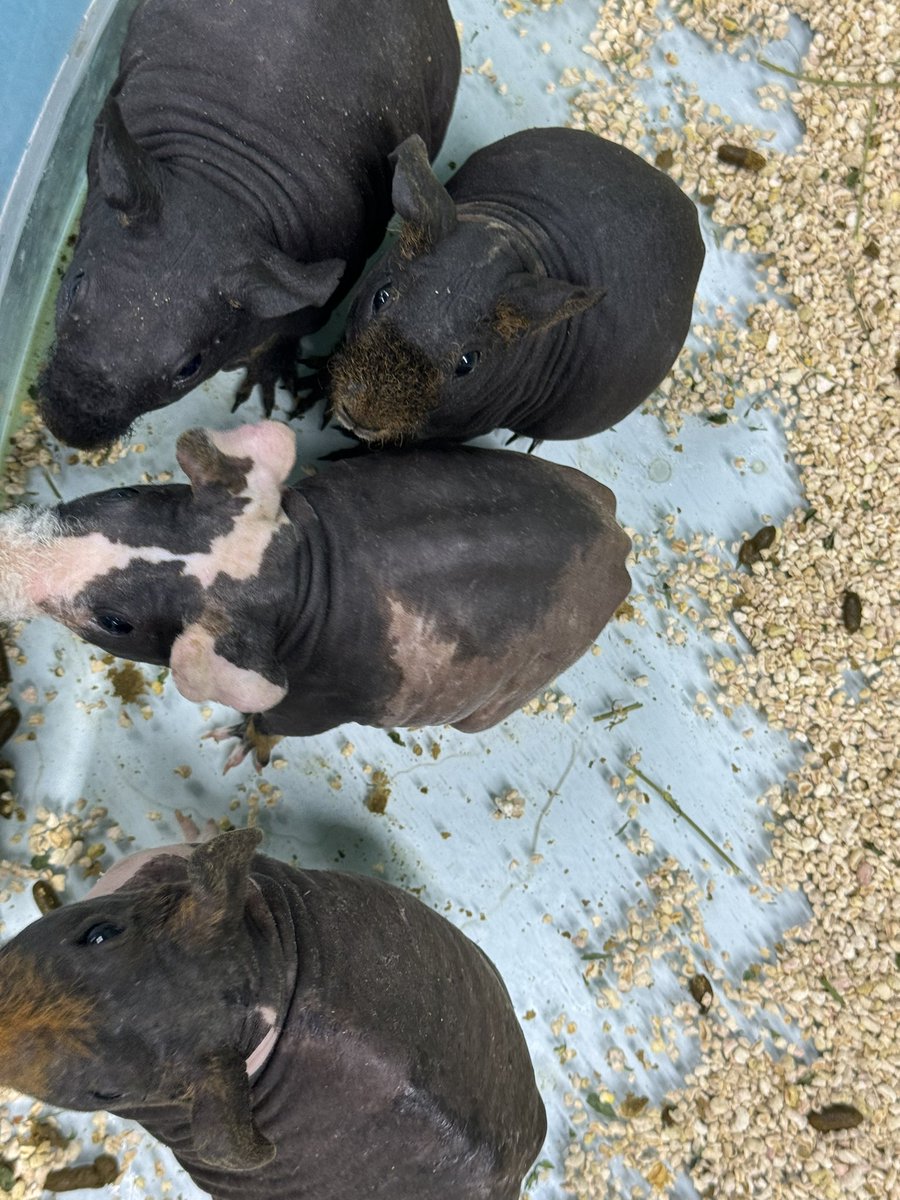 nomadcindyy's tweet image. Label: Baby hippos.
Reality: Hairless guinea pigs cosplaying river monsters.
小县城的动物园太扯淡了,说这是小河马。但凡长这么丑,Vitalik都不会给泰国动物园捐钱。