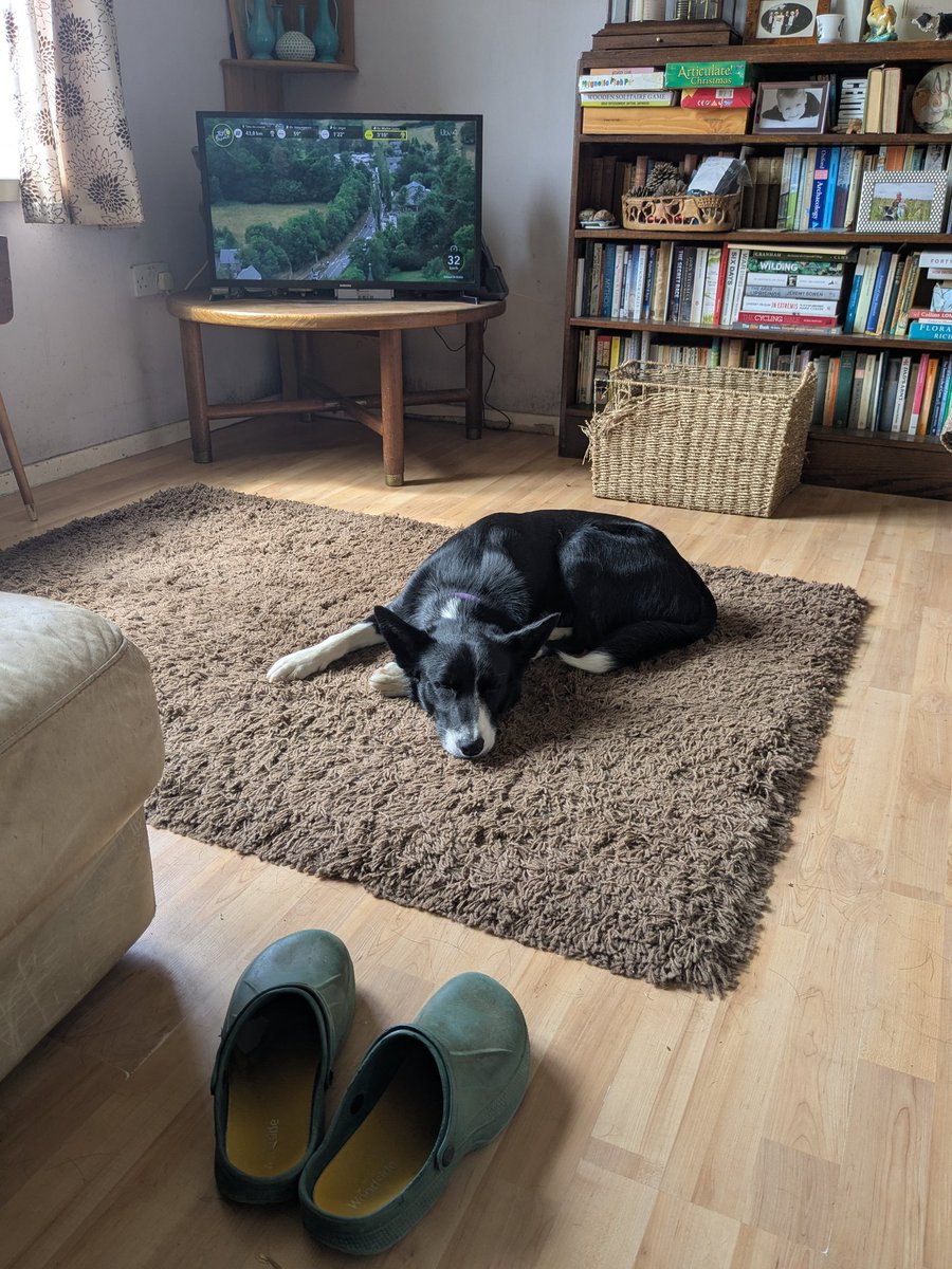 This is what a mentally tired young dog looks like! We had a wonderful #Mantrailing session today including his 1st  "High find". The trail-layer was hiding about 10 feet off the ground on a stack of straw bales in a barn. Watching him work it out and climb up to her was amazing.