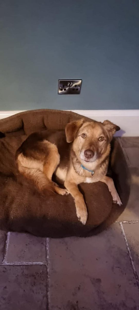 🧡 RUSTY UPDATE 🧡

After 5 long years in kennels, Rusty finally has a UK 🇬🇧 foster home! 🥳 He is still looking for his forever home. 🙏

Rusty met the lovely Michelle when he arrived at kennels, all those years ago. Once she’d broken down... 🧵 1/9

Pls share 🙏 True Love 🥰