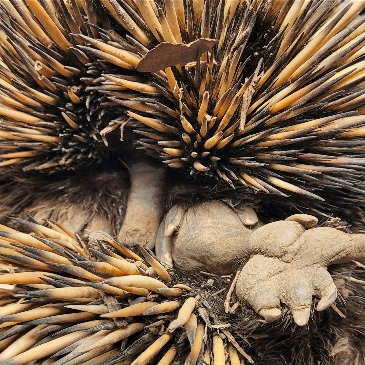 TheTorontoZoo's tweet image. Happy #WorldEchidnaDay to one of our most mysterious residents — Annie the echidna! 👀
Did you know? Annie is an ambassador for her Short-beaked echidna species at your Toronto Zoo and is the only Echidna in Canada 🍁
Learn more ⬇️
bit.ly/40pHJ4h