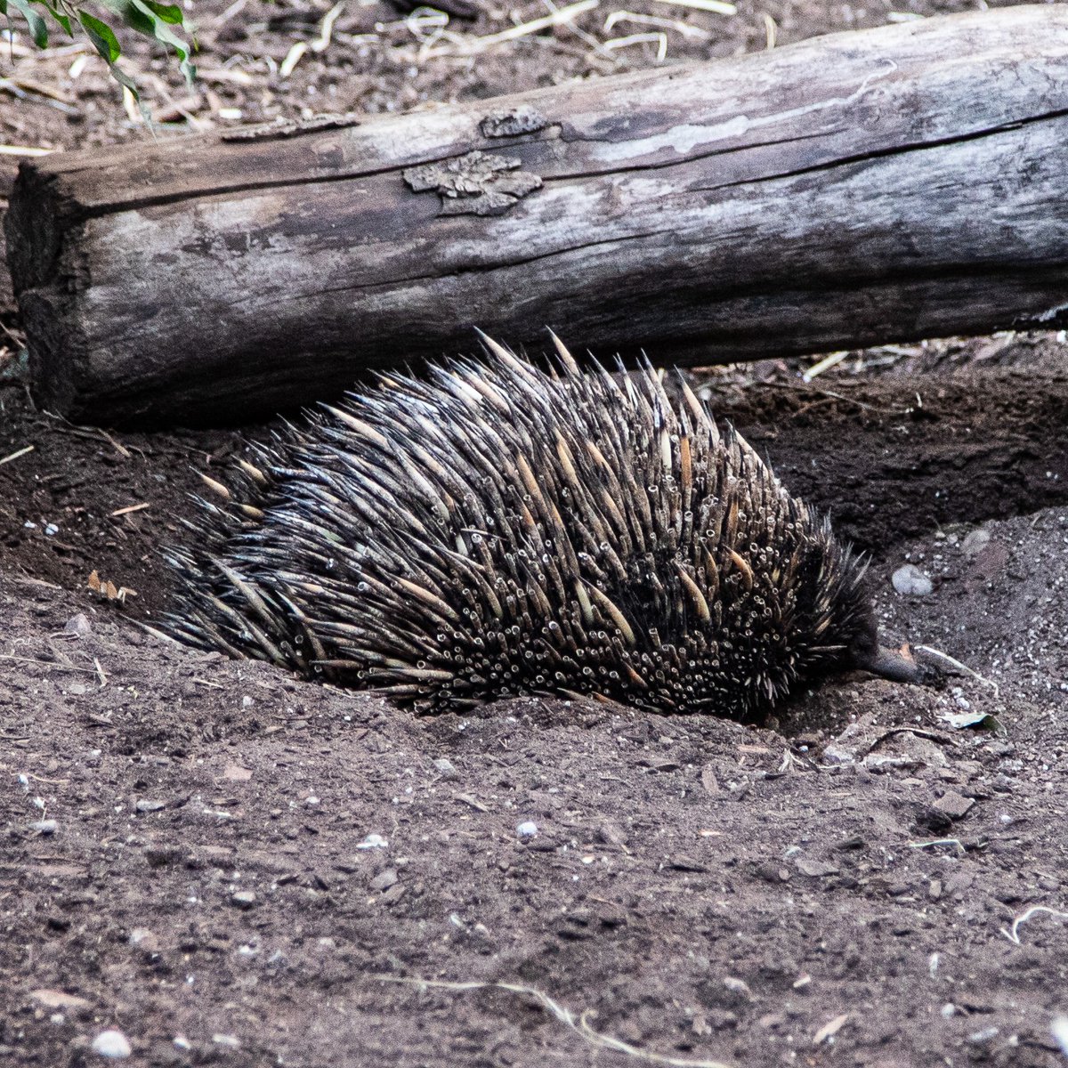 TheTorontoZoo's tweet image. Happy #WorldEchidnaDay to one of our most mysterious residents — Annie the echidna! 👀
Did you know? Annie is an ambassador for her Short-beaked echidna species at your Toronto Zoo and is the only Echidna in Canada 🍁
Learn more ⬇️
bit.ly/40pHJ4h