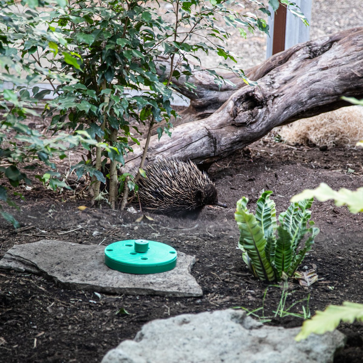 TheTorontoZoo's tweet image. Happy #WorldEchidnaDay to one of our most mysterious residents — Annie the echidna! 👀
Did you know? Annie is an ambassador for her Short-beaked echidna species at your Toronto Zoo and is the only Echidna in Canada 🍁
Learn more ⬇️
bit.ly/40pHJ4h