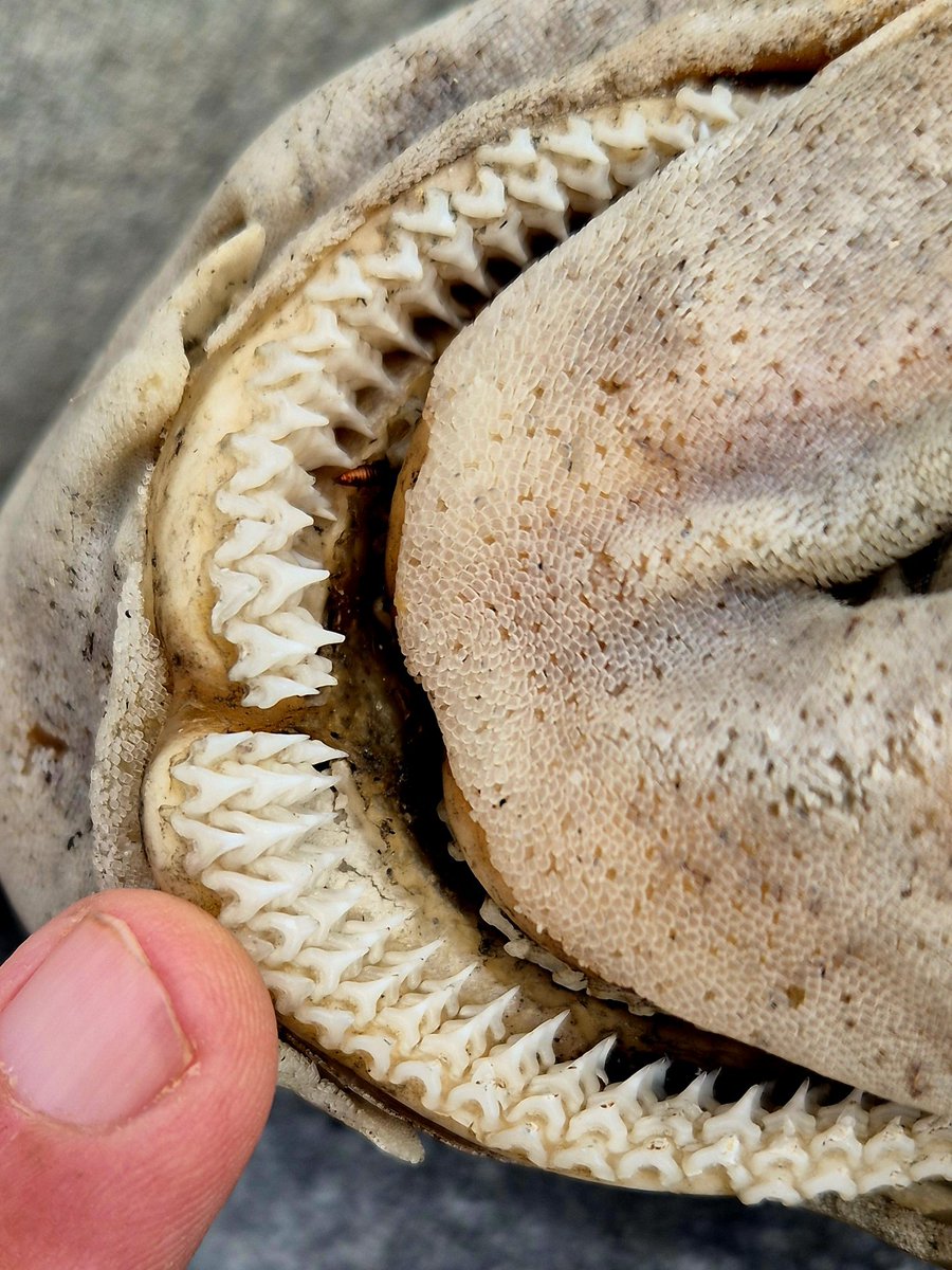 cormac_mcginley's tweet image. The rows of teeth of a Greater spotted dogfish (Scyliorhinus stellaris). One of the small shark species found in Irish waters. When the teeth at the front get damaged or broken the ones behind move forward to take their place. A never ending supply of teeth!!
County Clare,…