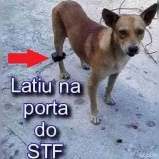 cachorrocore's tweet image. 