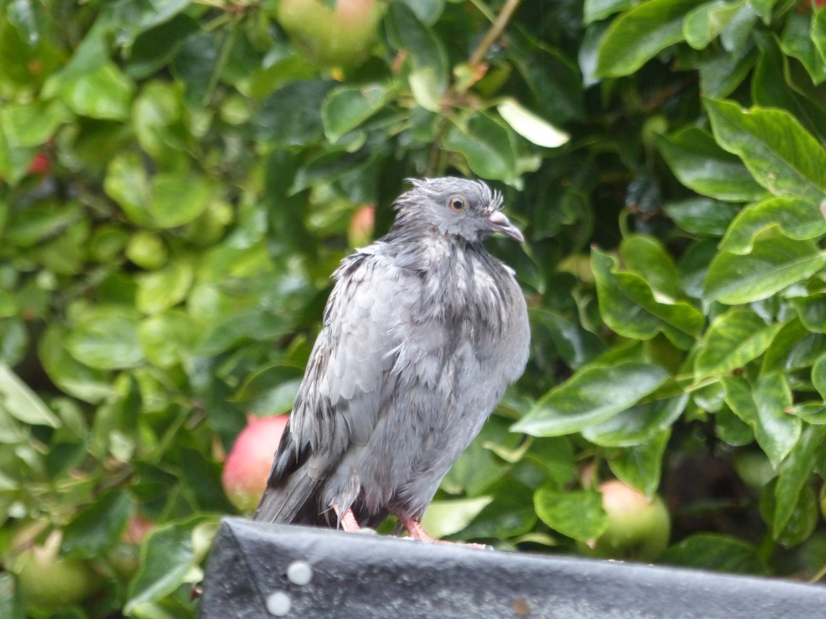 Garden birding. A wet Feral Pigeon on the shed roof after the rain this morning. #londonbirds