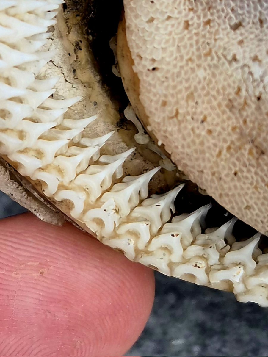 cormac_mcginley's tweet image. The rows of teeth of a Greater spotted dogfish (Scyliorhinus stellaris). One of the small shark species found in Irish waters. When the teeth at the front get damaged or broken the ones behind move forward to take their place. A never ending supply of teeth!!
County Clare,…