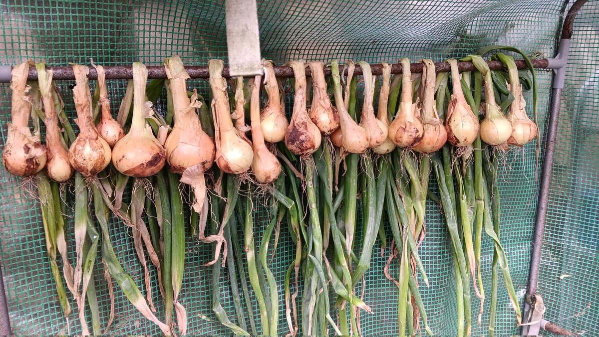 ametcalfe42's tweet image. Today, I have been mostly sorting my red &amp;amp; white #onion crop for storage. Firstly, by drying them in potting shed fof few weeks. #harvest #growyourown any damaged or hard neck ones will get used immediately.
