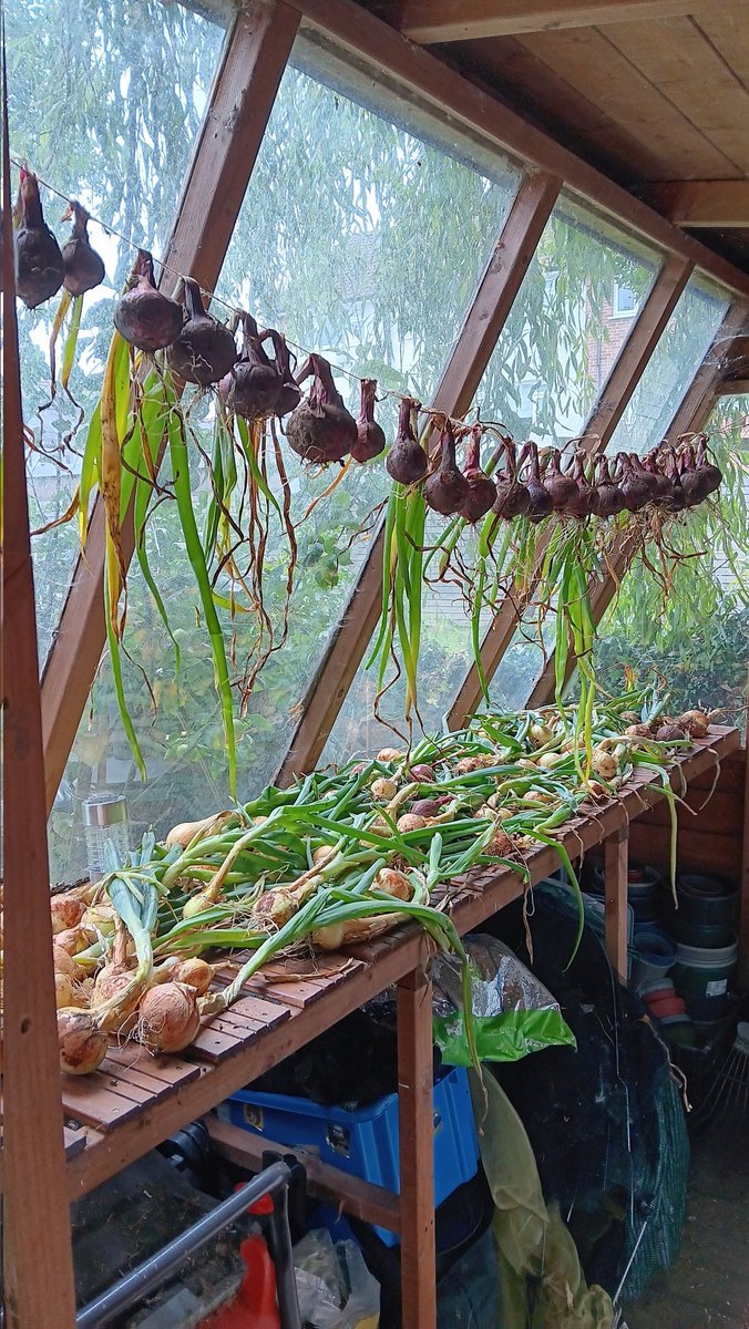 ametcalfe42's tweet image. Today, I have been mostly sorting my red &amp;amp; white #onion crop for storage. Firstly, by drying them in potting shed fof few weeks. #harvest #growyourown any damaged or hard neck ones will get used immediately.