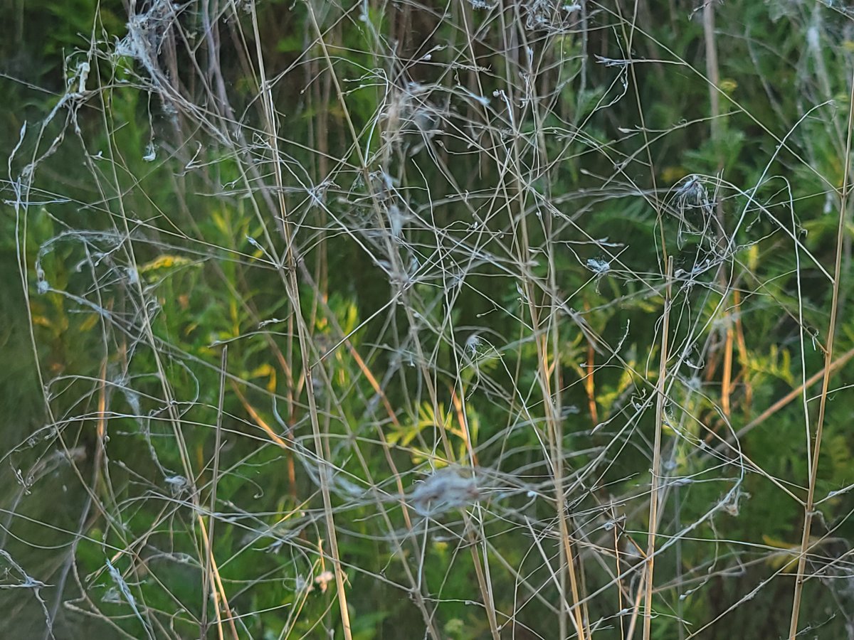 pangmeli's tweet image. tall grass writing