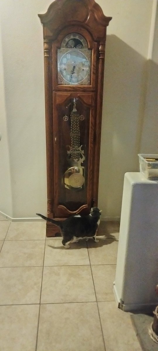 o2bcd8ed's tweet image. Rheba checking out the Grandfather clock we just purchased. #CatsOnTwitter #Grandfatherclock #cats