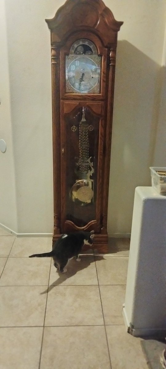 o2bcd8ed's tweet image. Rheba checking out the Grandfather clock we just purchased. #CatsOnTwitter #Grandfatherclock #cats