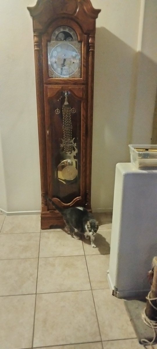 o2bcd8ed's tweet image. Rheba checking out the Grandfather clock we just purchased. #CatsOnTwitter #Grandfatherclock #cats