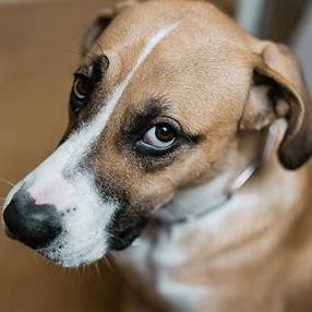 Is Your Dog Judging You?