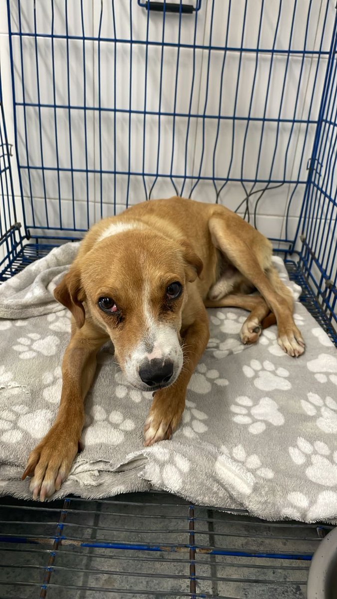Ha sido un largo proceso de rehabilitación para Tony.. por fin la tos cedió.. hoy se esteriliza y se opera de sus ojitos.. Tony sigue en tratamiento para coccidiomicosis 🙏🐾