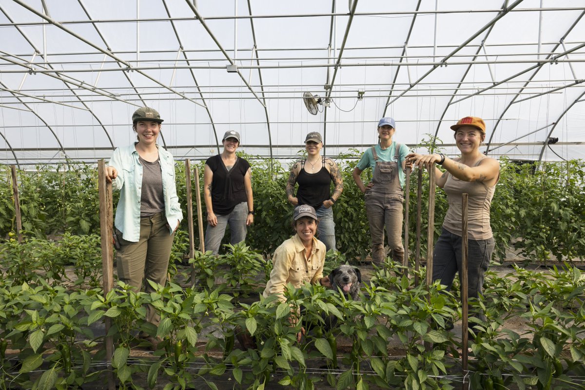 NiftyHoops's tweet image. If you’ve had a good experience with your Nifty Hoops build, take a minute to leave us a review! It helps other farmers find us, and we truly appreciate every bit of feedback. 🙏
g.page/r/CRNBcTgbcqyd… 
#GrowerVoices #HoopHouseSuccess #NiftyHoops