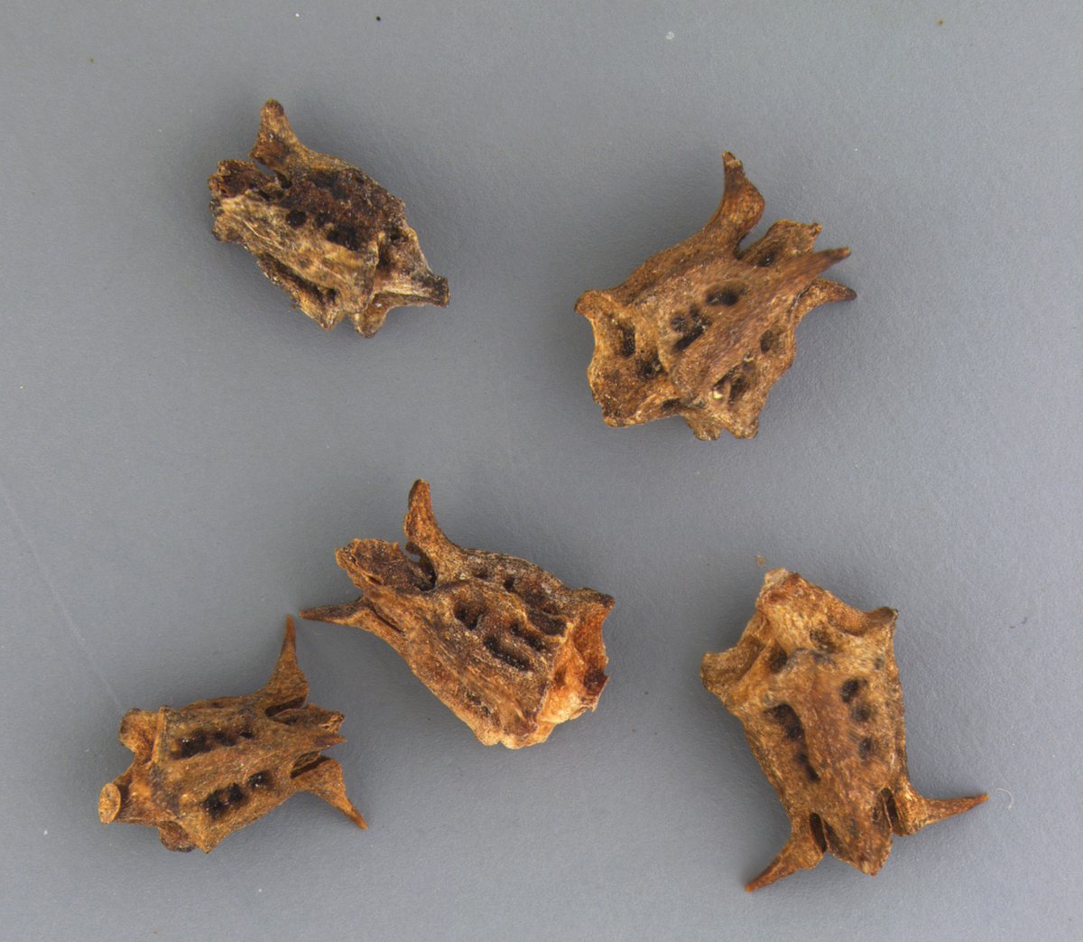 DFODetroit's tweet image. CLINGY CATCH: Spiny, exotic devil’s thorn (Rumex spinosus) was discovered in a bag of rice from Iraq at #DetroitMetroAirport. This federal noxious weed gets around by clinging to passersby and causes problems by outcompeting native vegetation.
