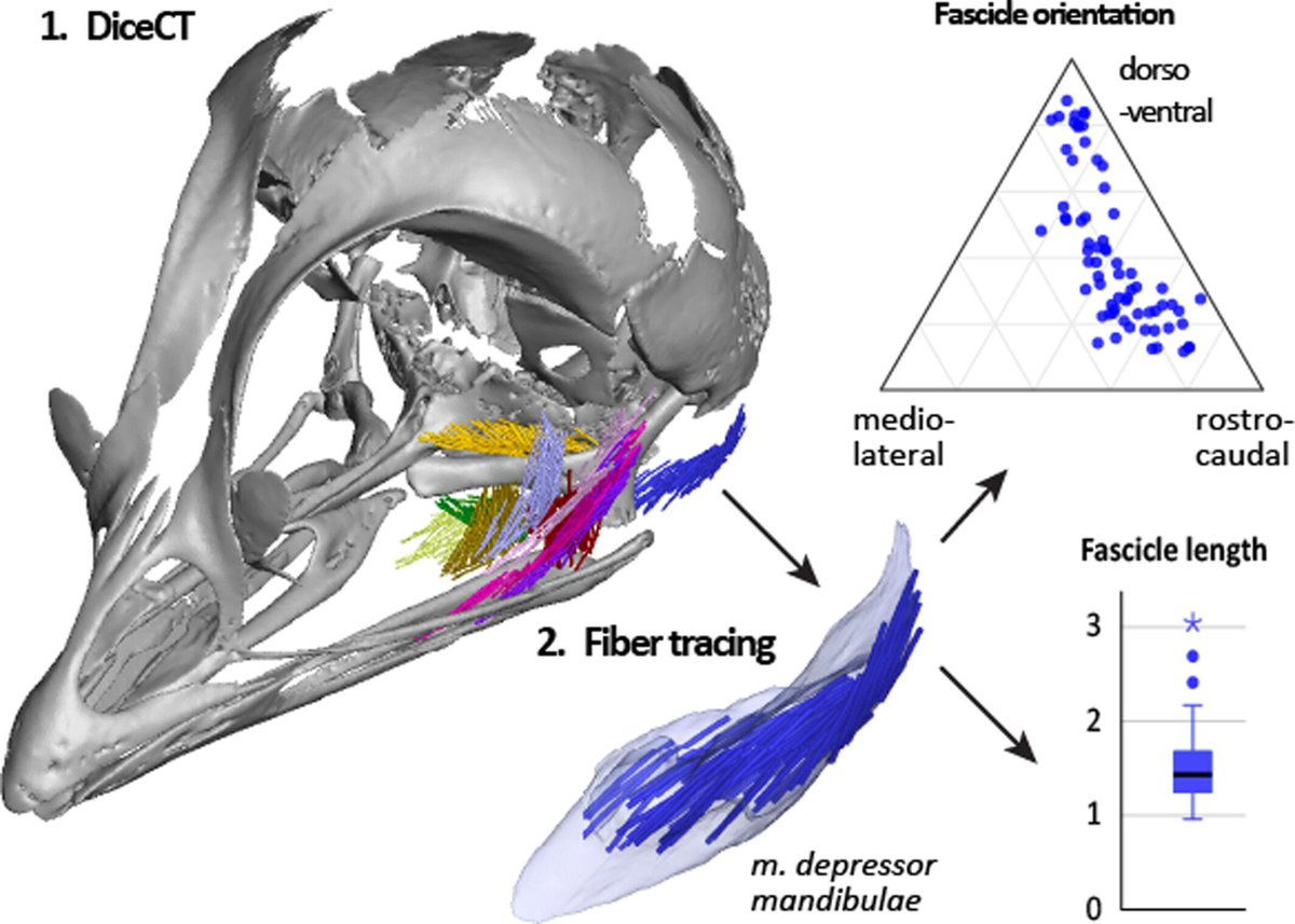 AnatRecord's tweet image. Researchers extended fascicle-tracking algorithms to chick embryos, capturing high-res data from first contractions. Despite minor artifacts in small muscles results match manual segmentation, useful for studying early muscle–bone interactions
Molnar et al anatomypubs.onlinelibrary.wiley.com/doi/10.1002/ar…