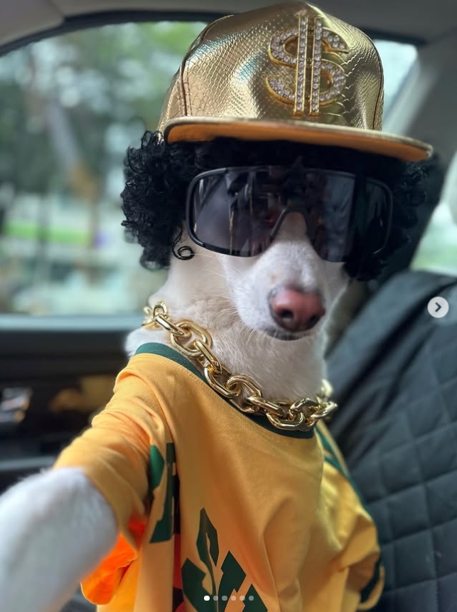 $DAWG. Codes. Gains. The alpha Dawg