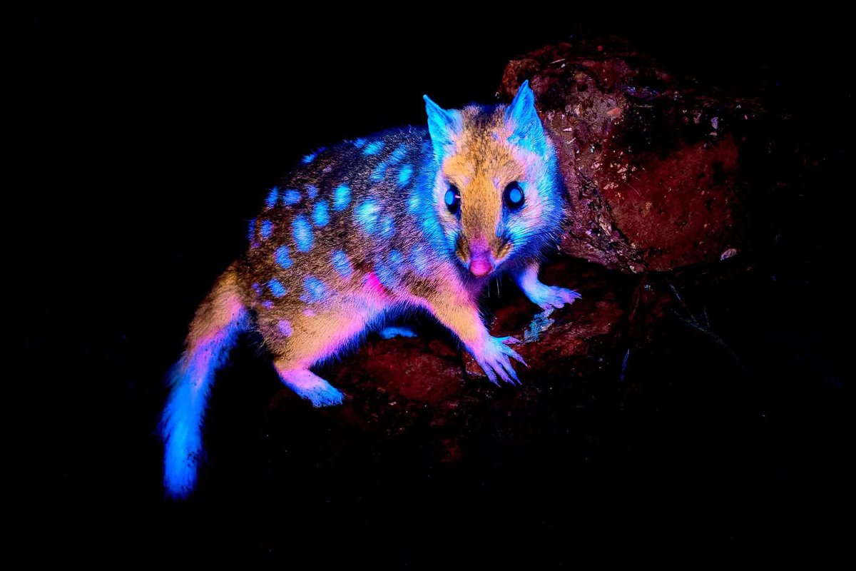 CRYPTIDS UK 👣🦕 tweet media