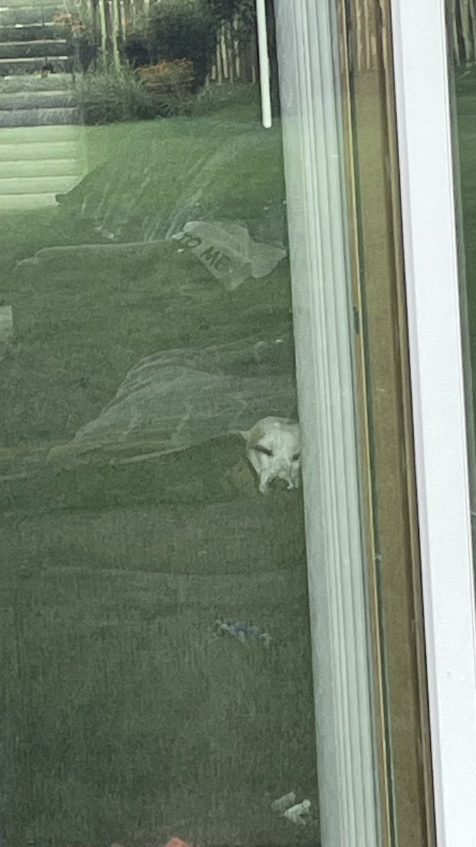 Dad caught me being a “sofa slug” while he is outside drinking coffee on the deck.