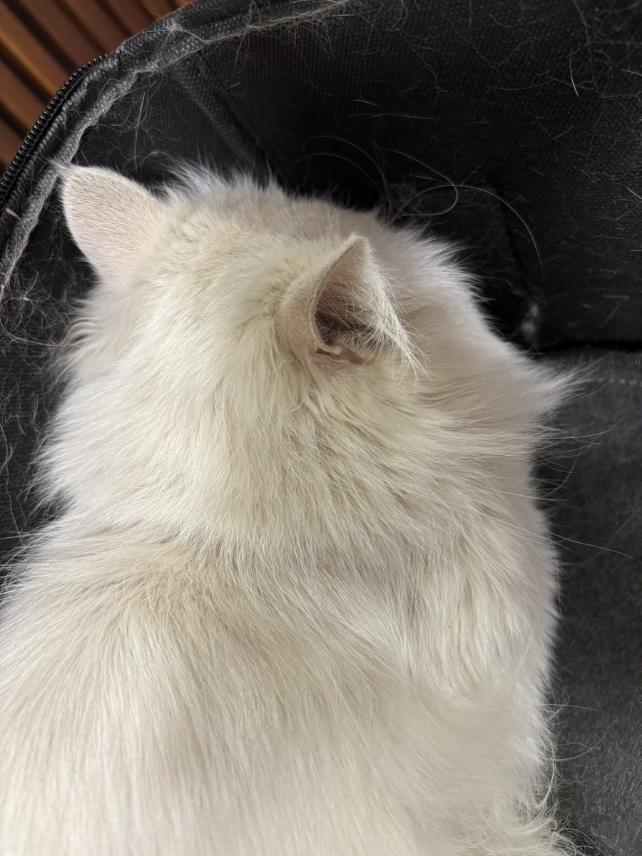 _snowflake_____'s tweet image. در دامپزشکی ❤️🩹
چون اگه صورتشو توی گوشه داخلی کولهش قائم کنه، ناپدید میشه 😭🥺