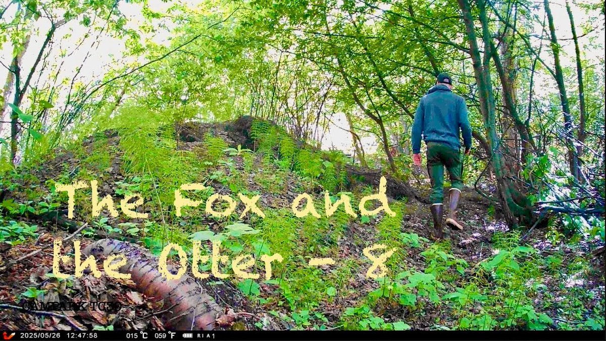 akkingon's tweet image. This week on “The Fox and the Otter” we had a human visitor who messed with my game camera. My dad always used to say, “if it’s not your’s, don’t touch it”. This poor chap must not have had a father.😢
The Fox and the Otter - 8
youtu.be/HSmJpCJ4GaU