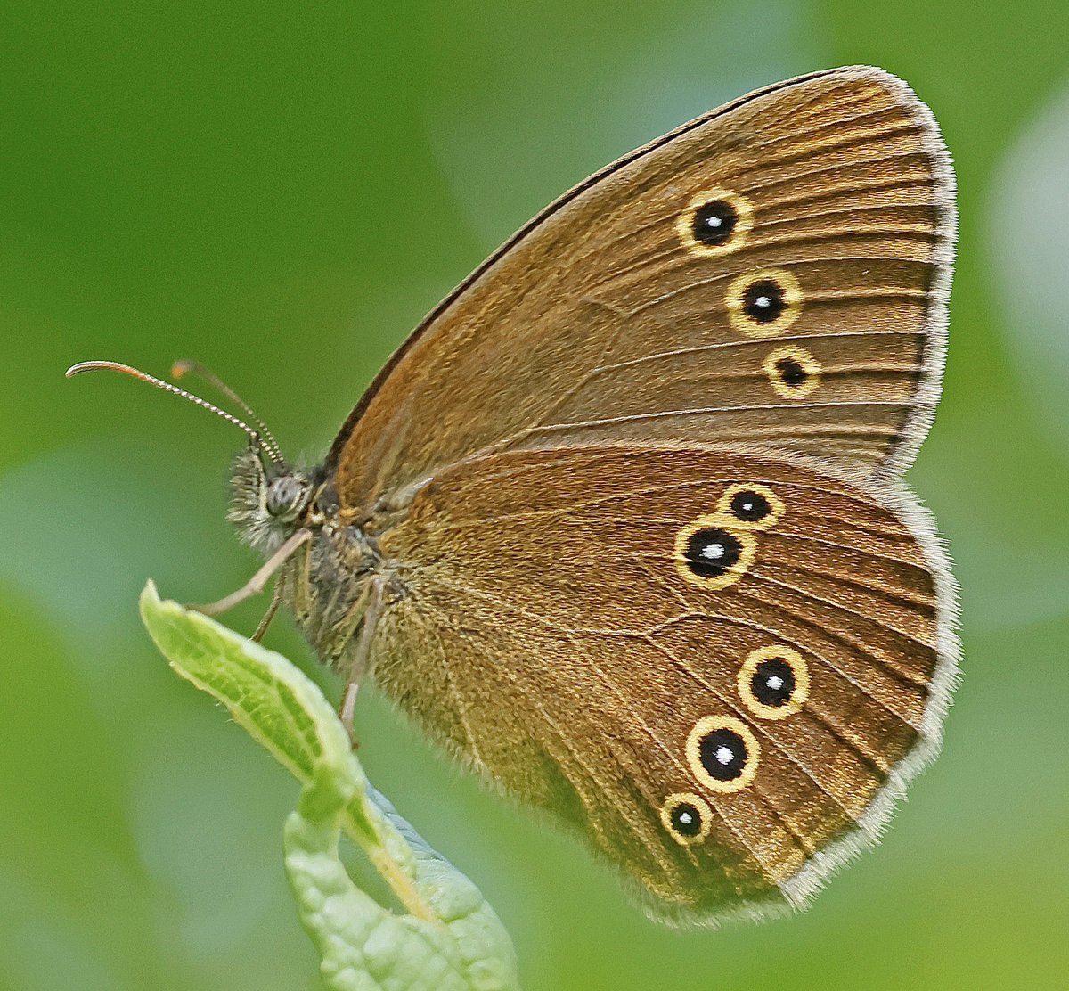 nikols_steve's tweet image. Ringlet, Ryton Wood Meadows. @BCWarwickshire @savebutterflies