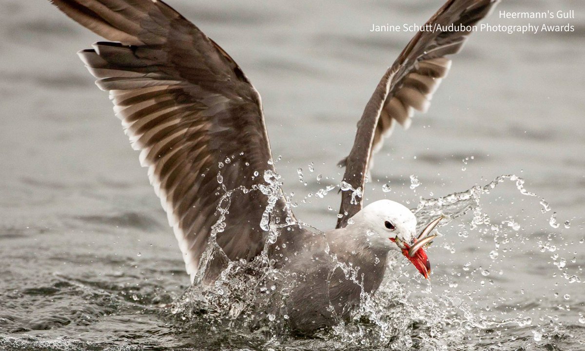 audubonsociety's tweet image. It’s summer again, which means that, for some birds, it’s time to start fall migration. No, really! For certain species, southward migration can begin as early as mid-June. Read how—and why—some birds begin their return trips so early: bit.ly/3IMtkcf