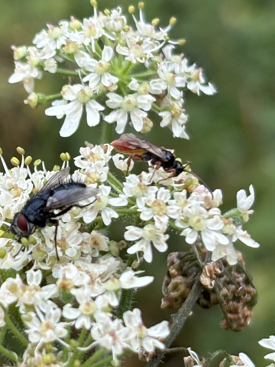 GrahamDenny9's tweet image. Struggling is it a true wasp or ichneuman first pic done a look on you Flickr @StevenFalk1 but nothing close to?? @FarmInvertsUK is it a Suffolk local ? @RabKing___aye @DrRossPiper @ja_ewald