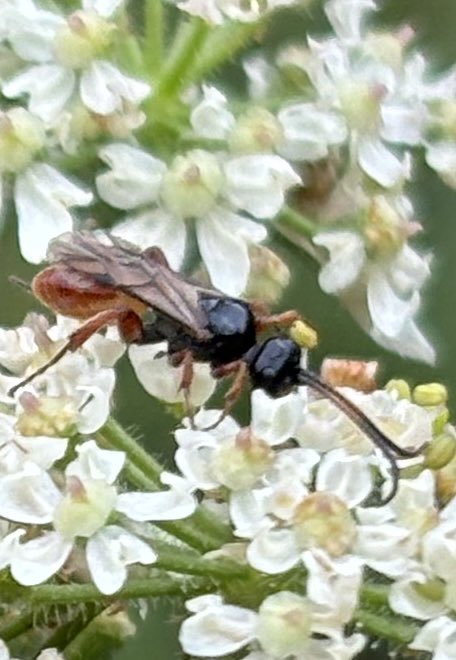 GrahamDenny9's tweet image. Struggling is it a true wasp or ichneuman first pic done a look on you Flickr @StevenFalk1 but nothing close to?? @FarmInvertsUK is it a Suffolk local ? @RabKing___aye @DrRossPiper @ja_ewald