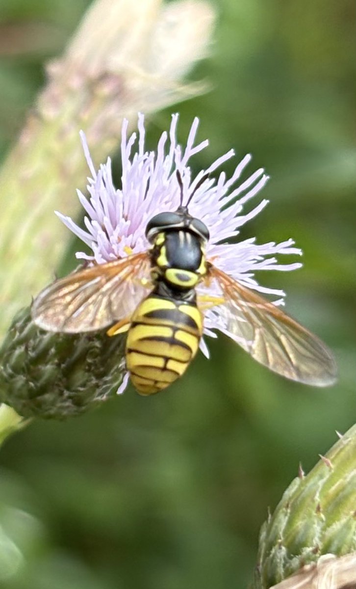 GrahamDenny9's tweet image. Struggling is it a true wasp or ichneuman first pic done a look on you Flickr @StevenFalk1 but nothing close to?? @FarmInvertsUK is it a Suffolk local ? @RabKing___aye @DrRossPiper @ja_ewald