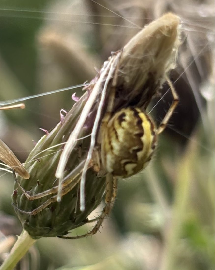 GrahamDenny9's tweet image. Lots of itsy bitsy #spiders @BritishSpiders @FarmInvertsUK @InsectDiversity @FWAGeast @NFFNUK @SWTWildFarms @FarmWildlifeUK