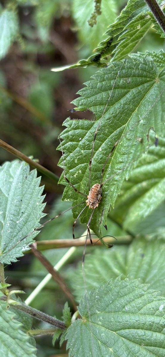 GrahamDenny9's tweet image. Lots of itsy bitsy #spiders @BritishSpiders @FarmInvertsUK @InsectDiversity @FWAGeast @NFFNUK @SWTWildFarms @FarmWildlifeUK