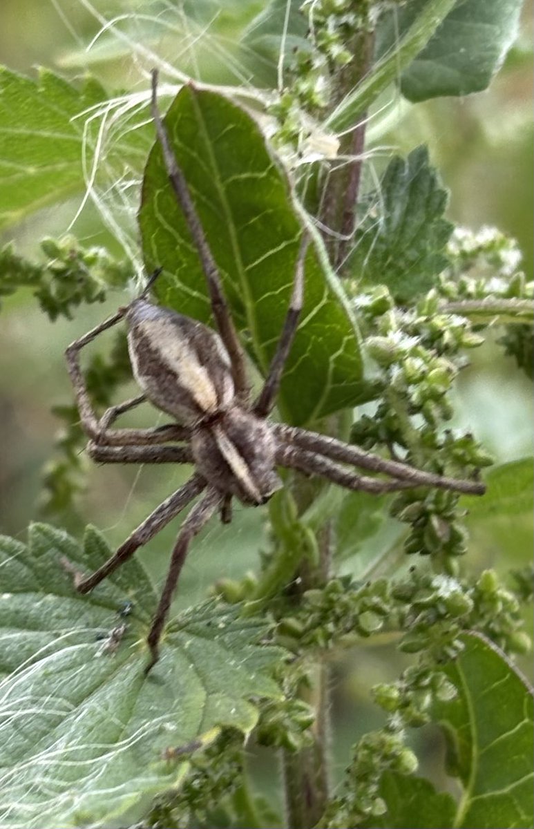 GrahamDenny9's tweet image. Lots of itsy bitsy #spiders @BritishSpiders @FarmInvertsUK @InsectDiversity @FWAGeast @NFFNUK @SWTWildFarms @FarmWildlifeUK